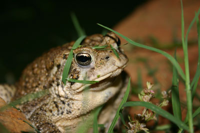 toad1.jpg