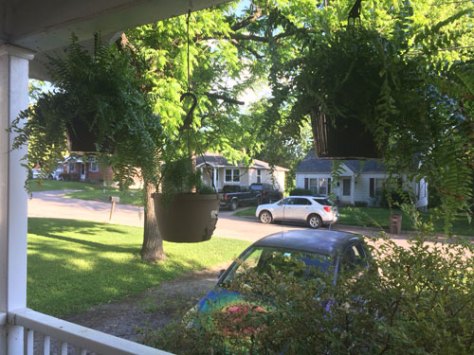 The view from my front door. Love those ferns.