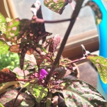 Hypoestes plant with purple blossom
