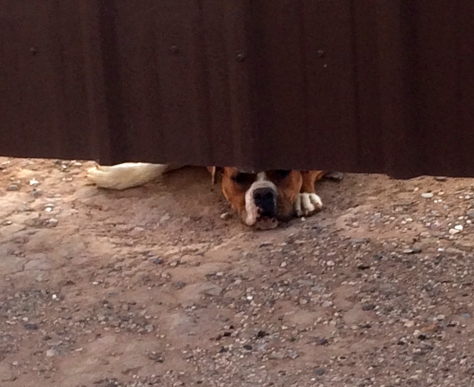 Dog peeking under a metal fence